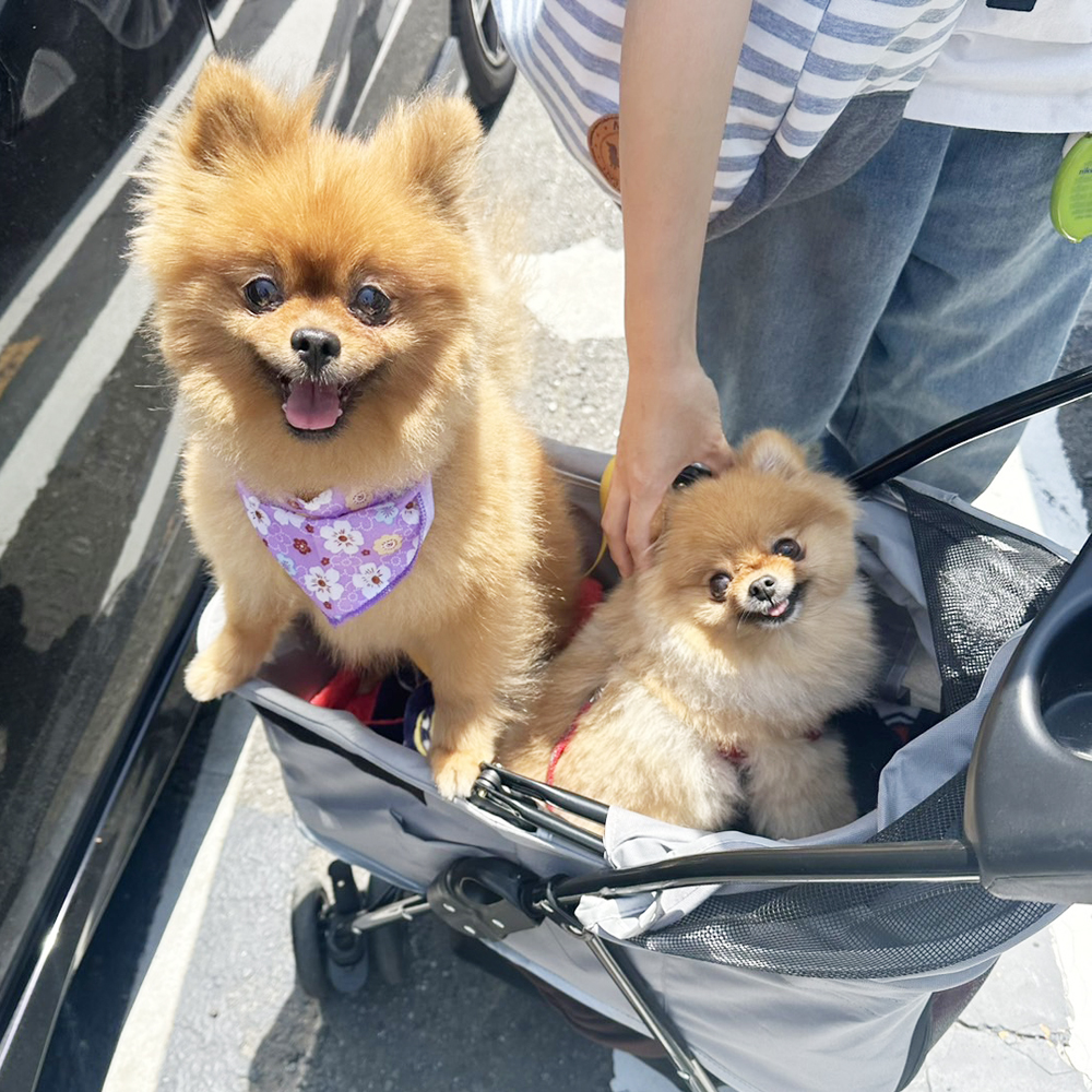 卒業犬のうみちゃんとミアちゃんの近況♪